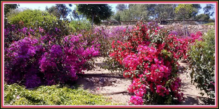 Wallpapers Nature Parks - Gardens Jardin botanique de Palafrugell (Espagne)