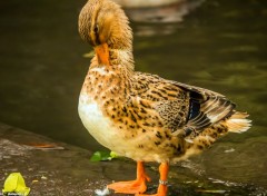  Animaux Image sans titre N387381