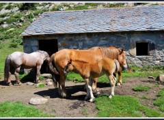  Animaux Chevaux au lac des Bouillouses (66)