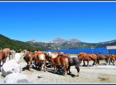  Animaux Chevaux au lac des Bouillouses (66)