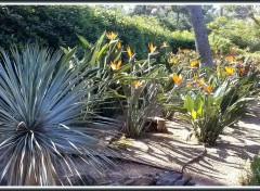 Fonds d'cran Nature Jardin botanique de Palafrugell (Espagne)