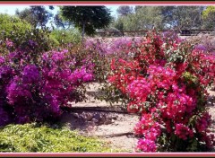 Fonds d'cran Nature Jardin botanique de Palafrugell (Espagne)