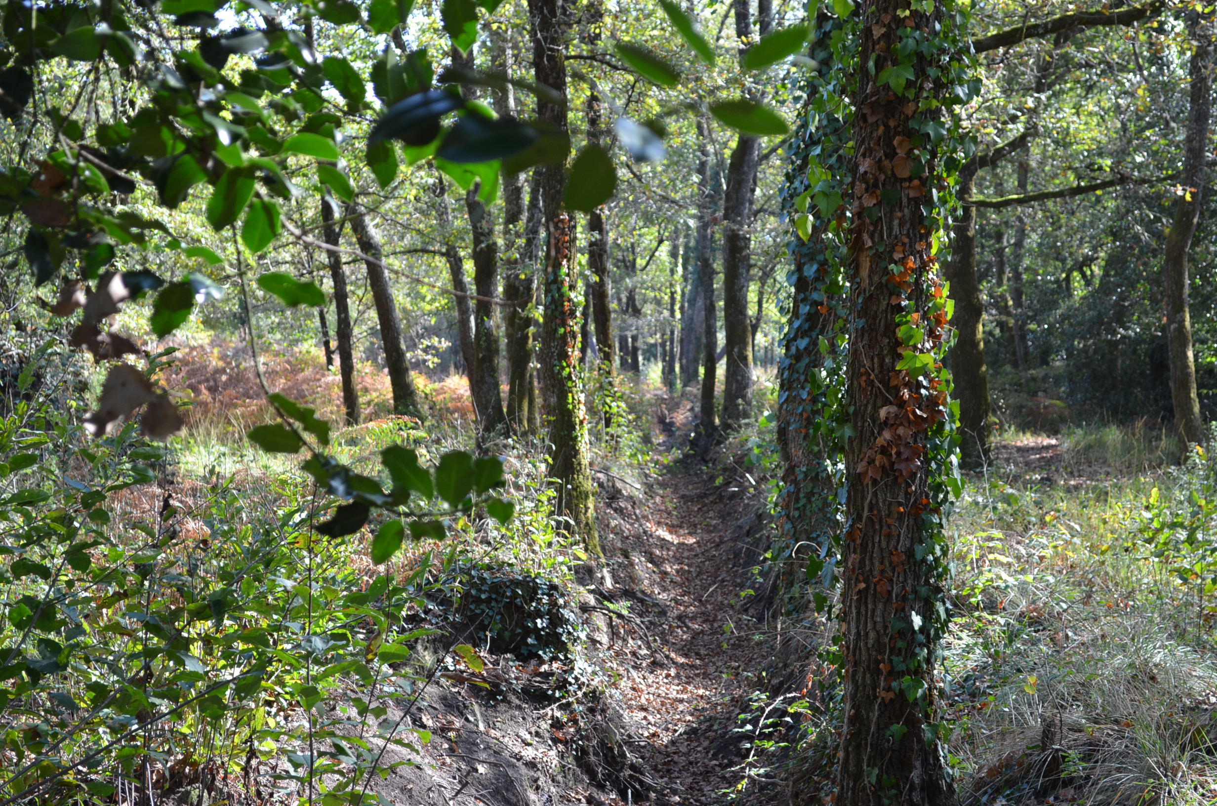 Wallpapers Nature Trees - Forests 