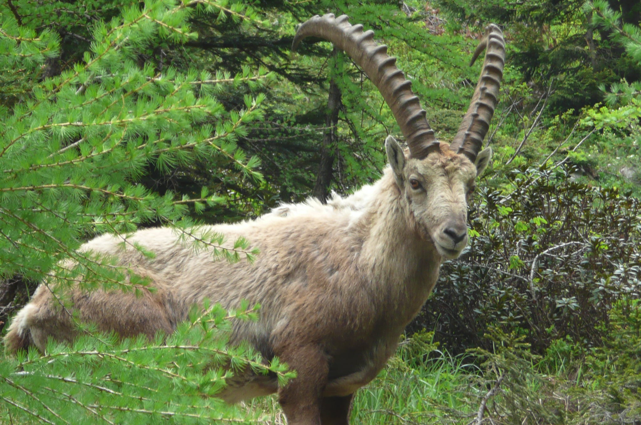 Wallpapers Animals Ibex Chamonix 2013