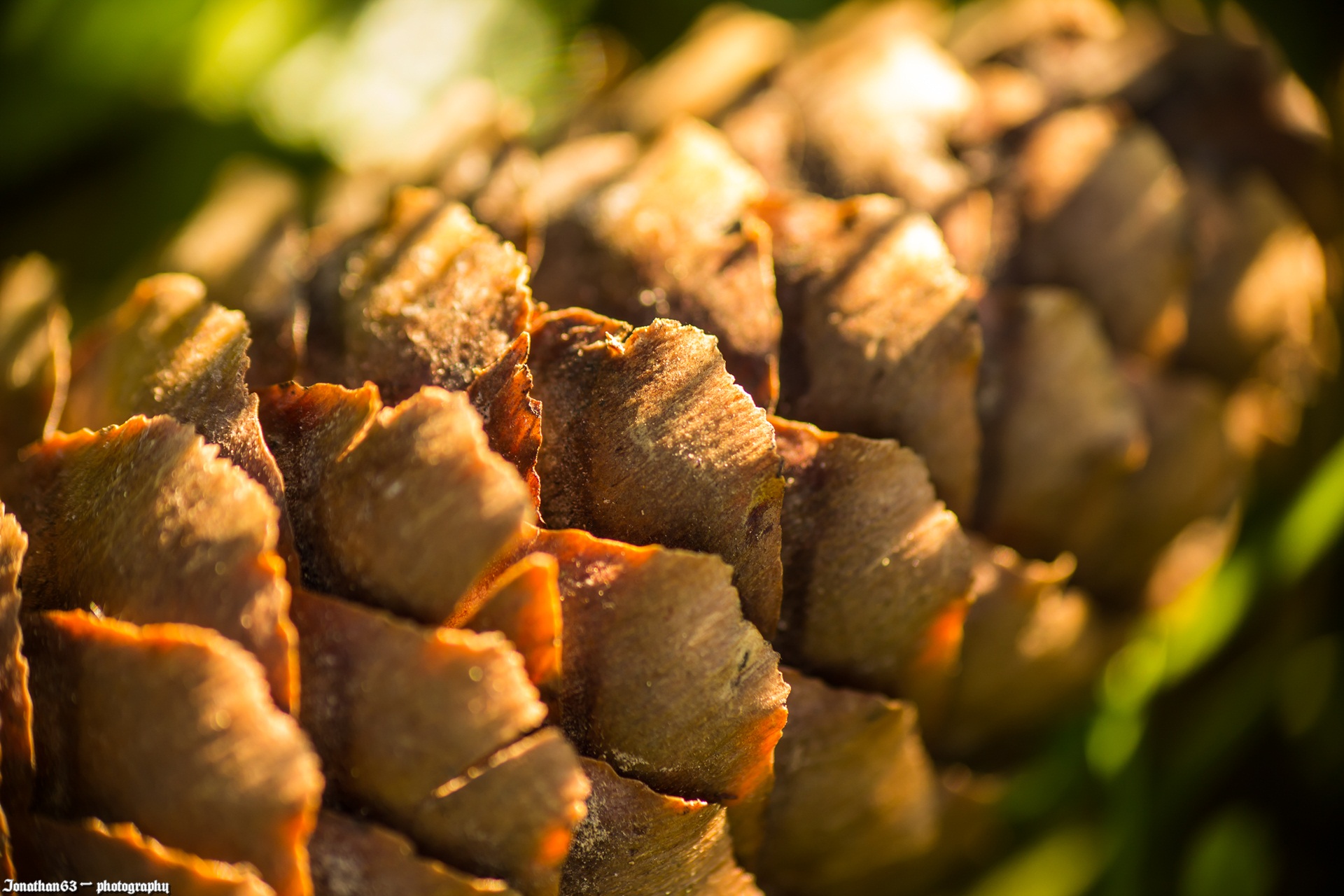 Wallpapers Nature Fruits 