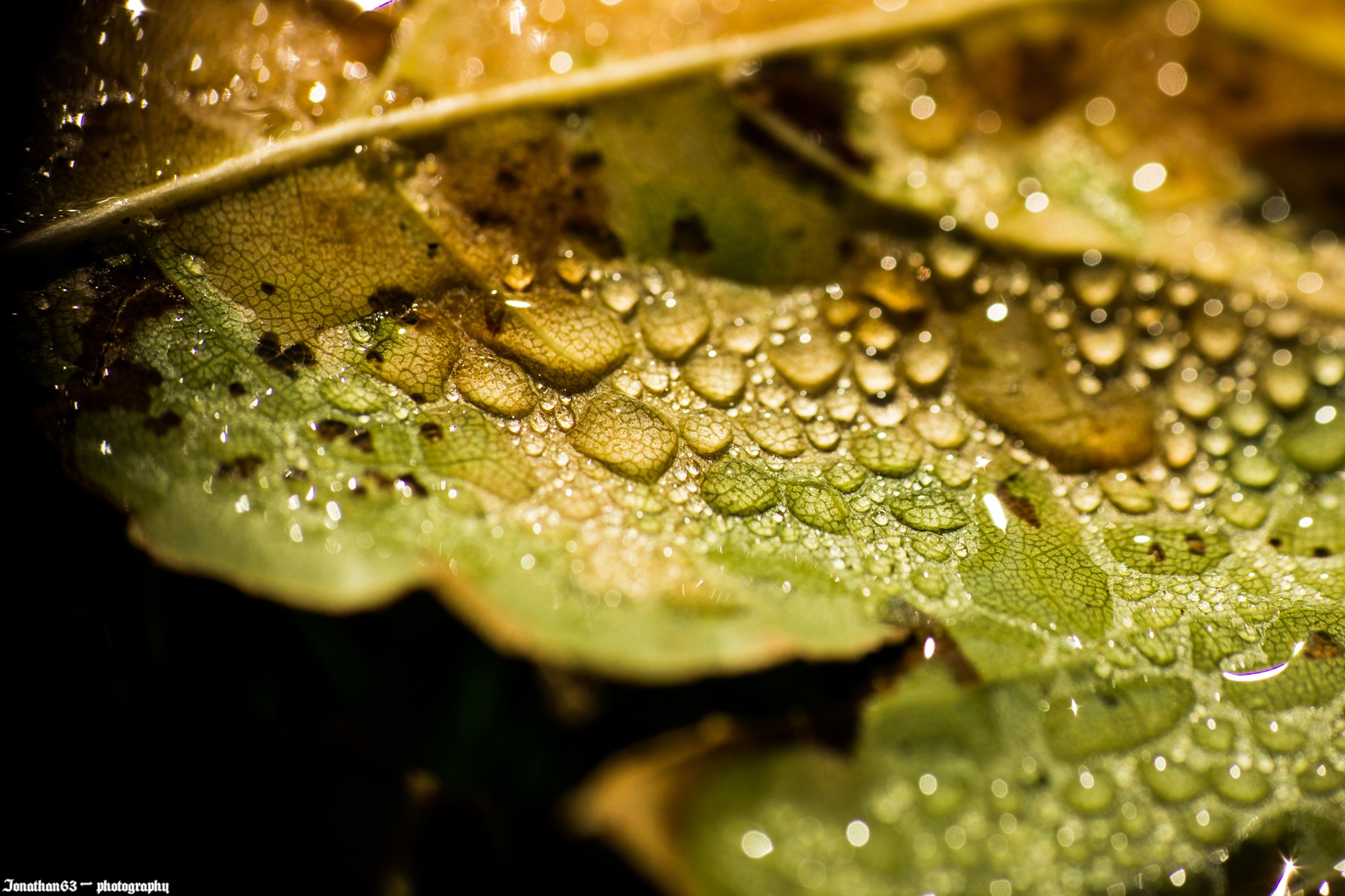 Wallpapers Nature Water - Drops 