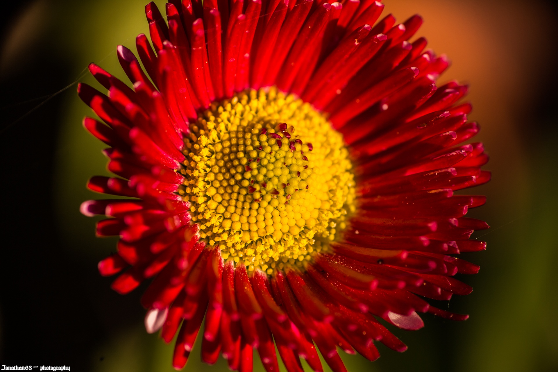 Fonds d'cran Nature Fleurs 