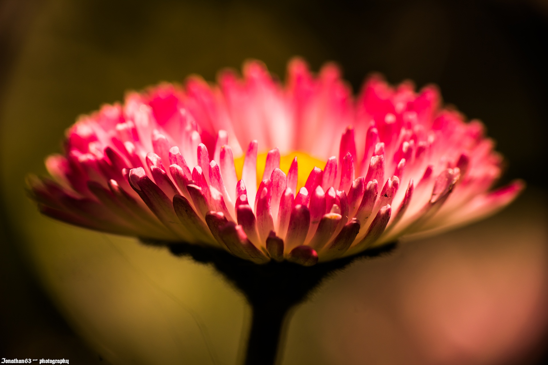 Fonds d'cran Nature Fleurs 