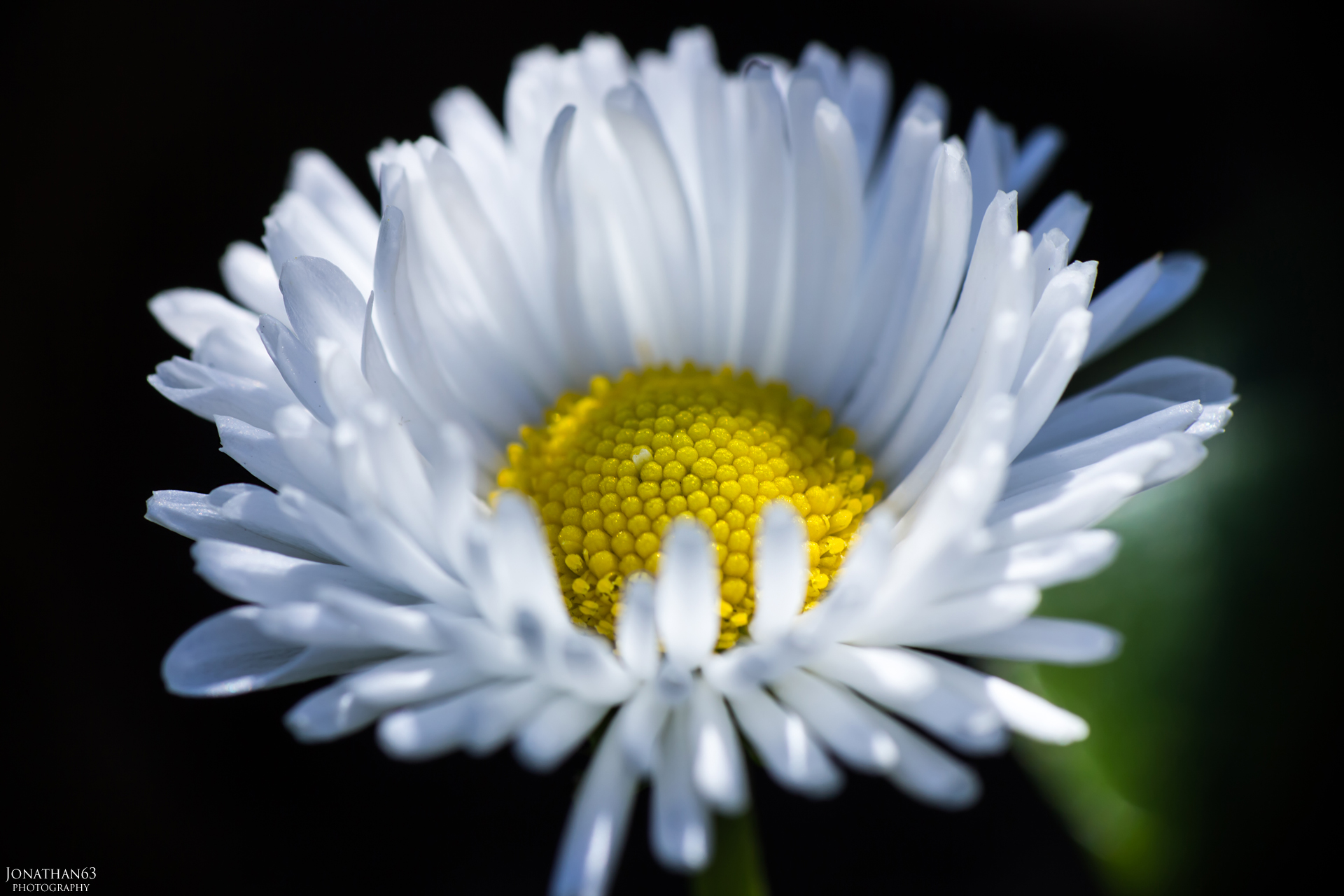 Fonds d'cran Nature Fleurs 