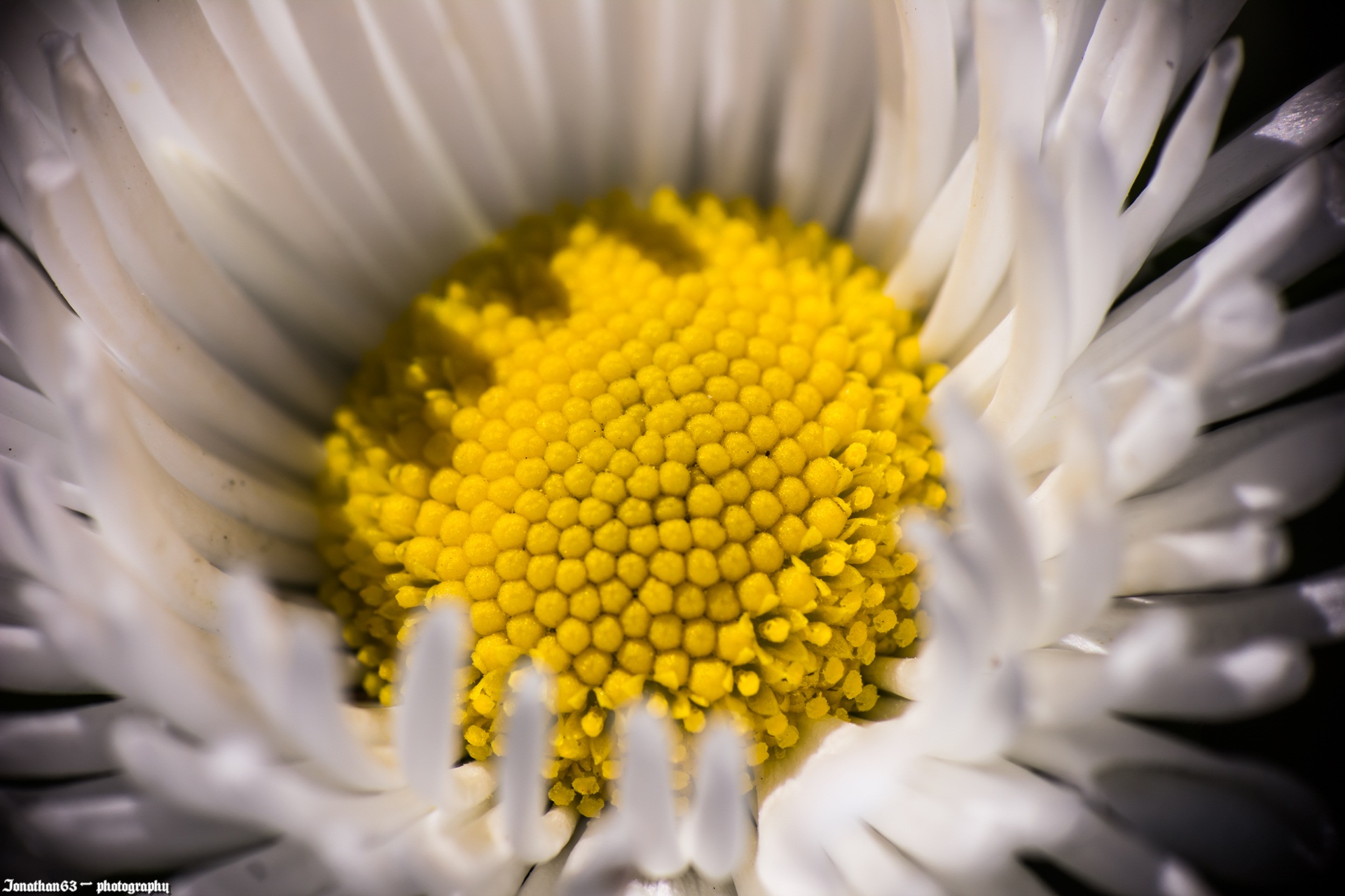 Fonds d'cran Nature Fleurs 