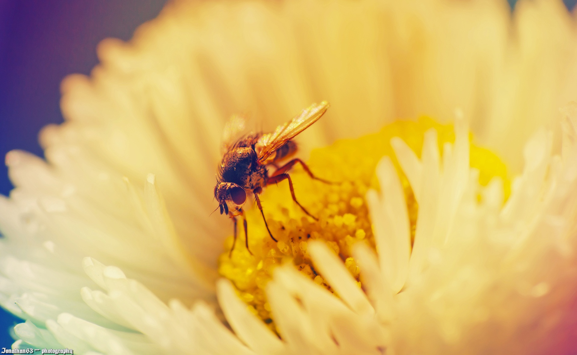 Wallpapers Animals Insects - Flies 