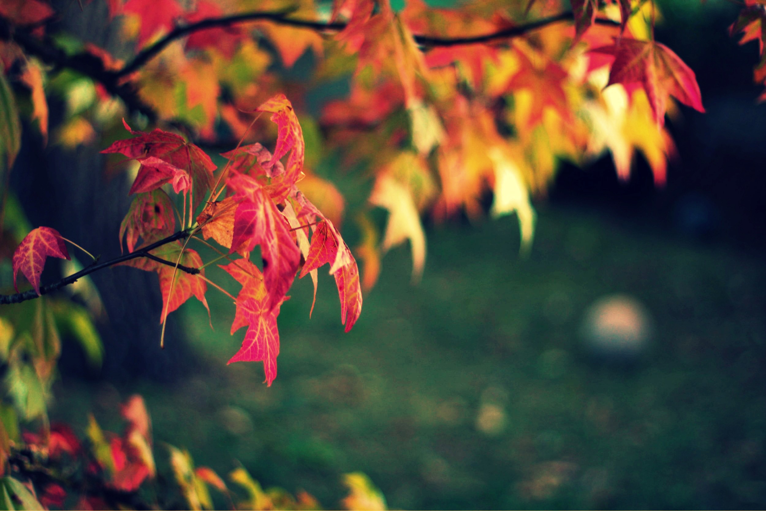 Wallpapers Nature Leaves - Foliage Feuilles d'automne