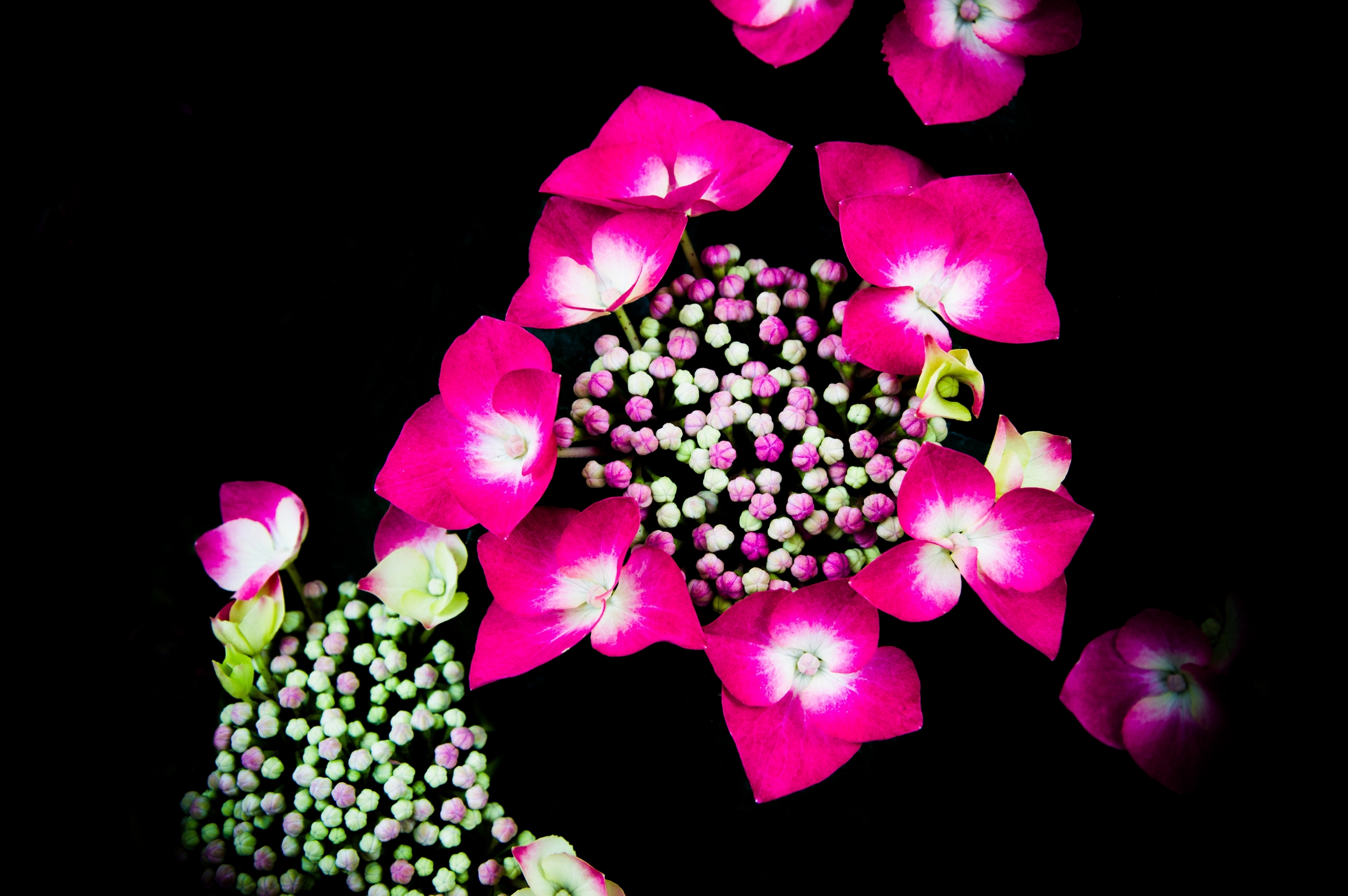 Wallpapers Nature Flowers 