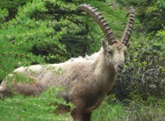  Animaux Chamonix 2013