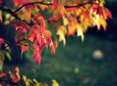  Nature Feuilles d'automne