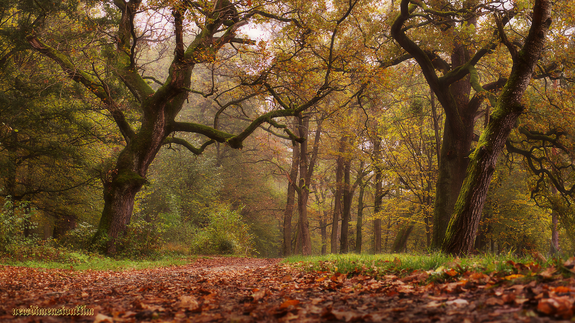 Wallpapers Nature Trees - Forests Dans les bois.2.