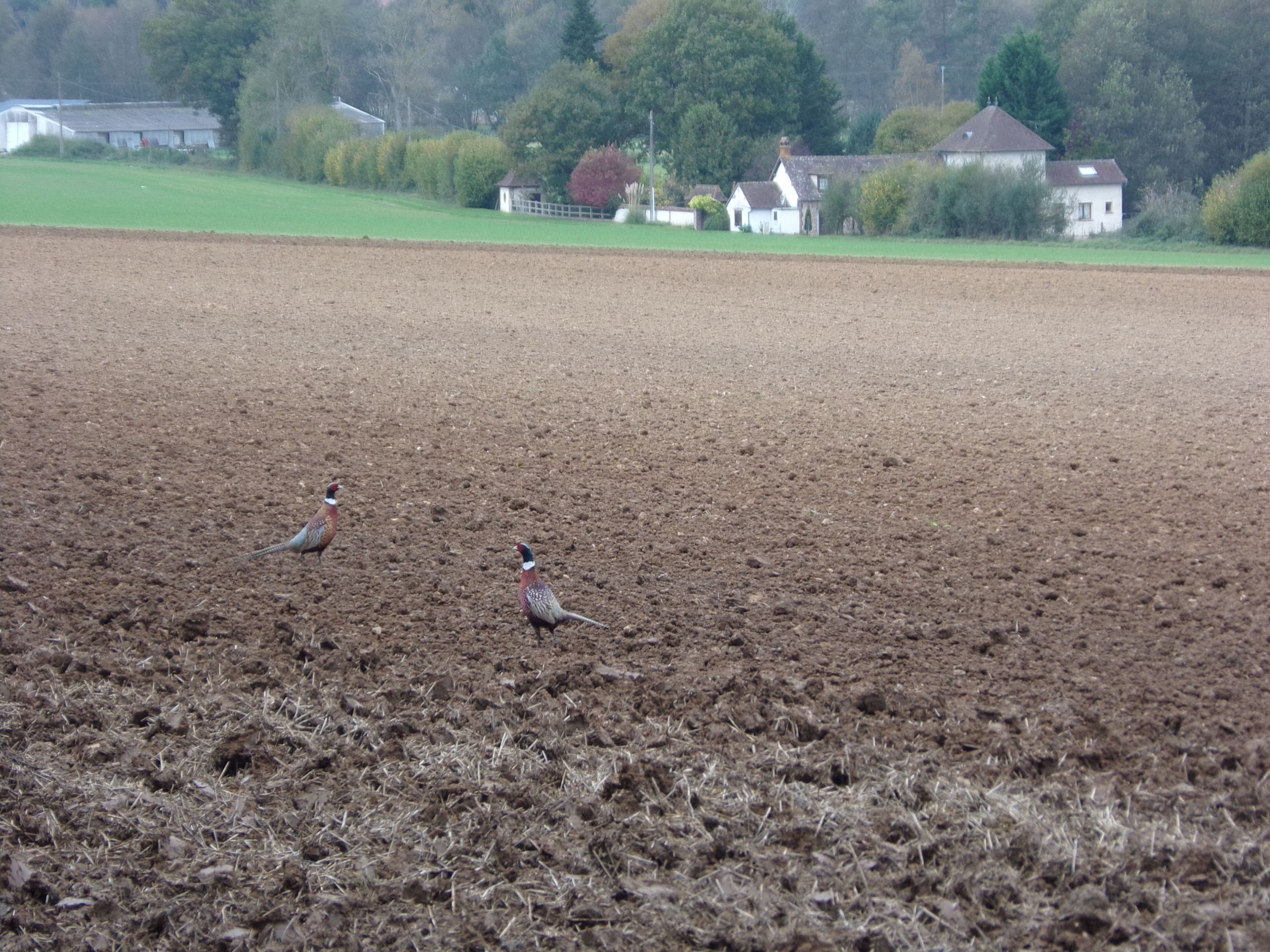 Wallpapers Animals Birds - Pheasants 