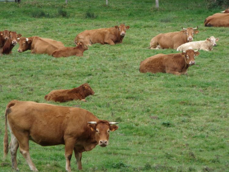 Fonds d'cran Animaux Vaches - Taureaux - Boeufs Wallpaper N387770