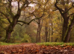  Nature Dans les bois.2.