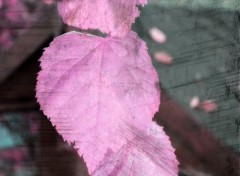  Nature Feuilles d'automne