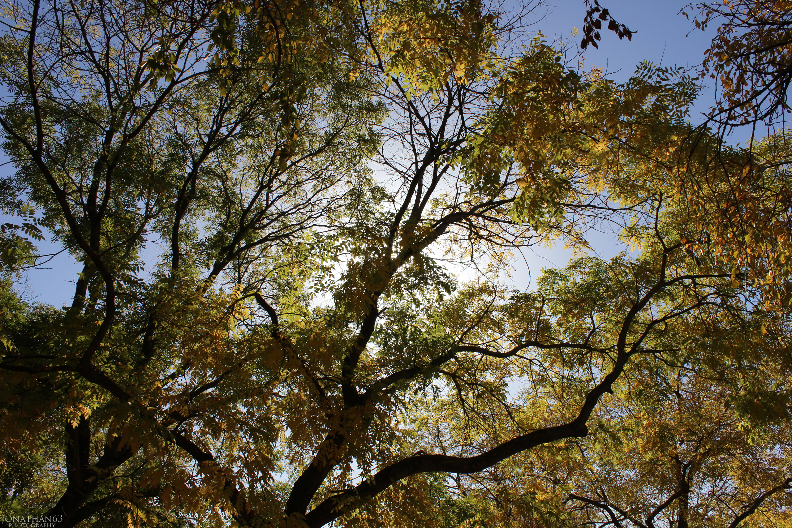 Fonds d'cran Nature Arbres - Forts 