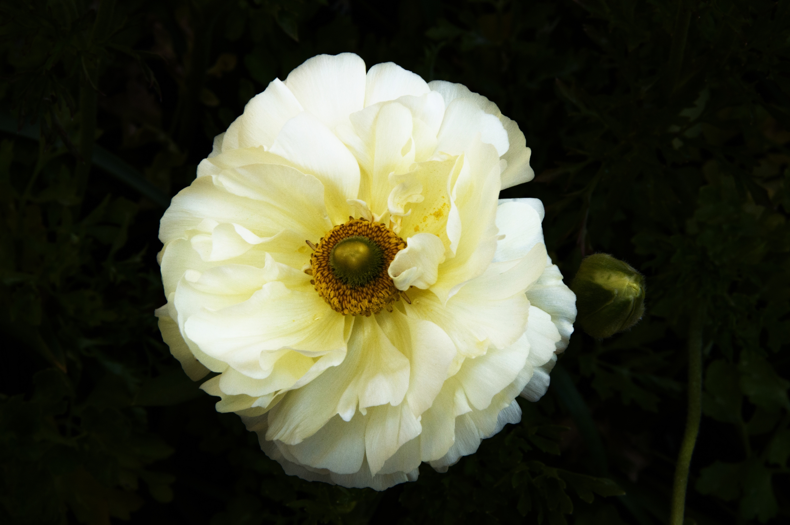 Fonds d'cran Nature Fleurs 