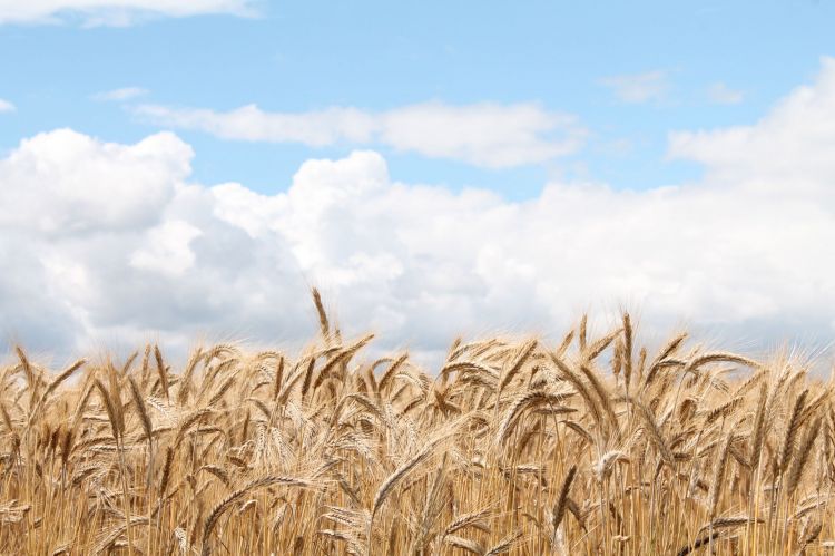 Fonds d'cran Nature Champs - Prairies Wheat field 