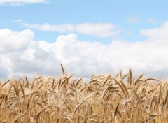  Nature Wheat field 