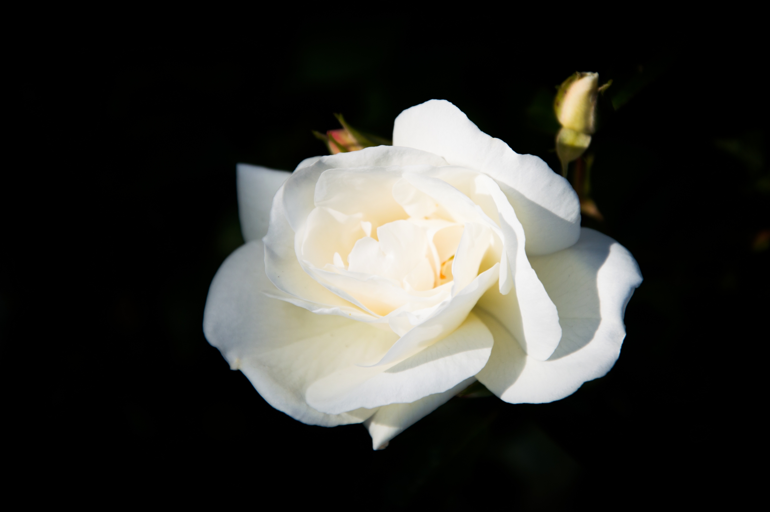 Fonds d'cran Nature Fleurs 