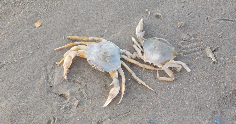 Fonds d'cran Animaux Vie marine - Crustacs Crabe du Nord