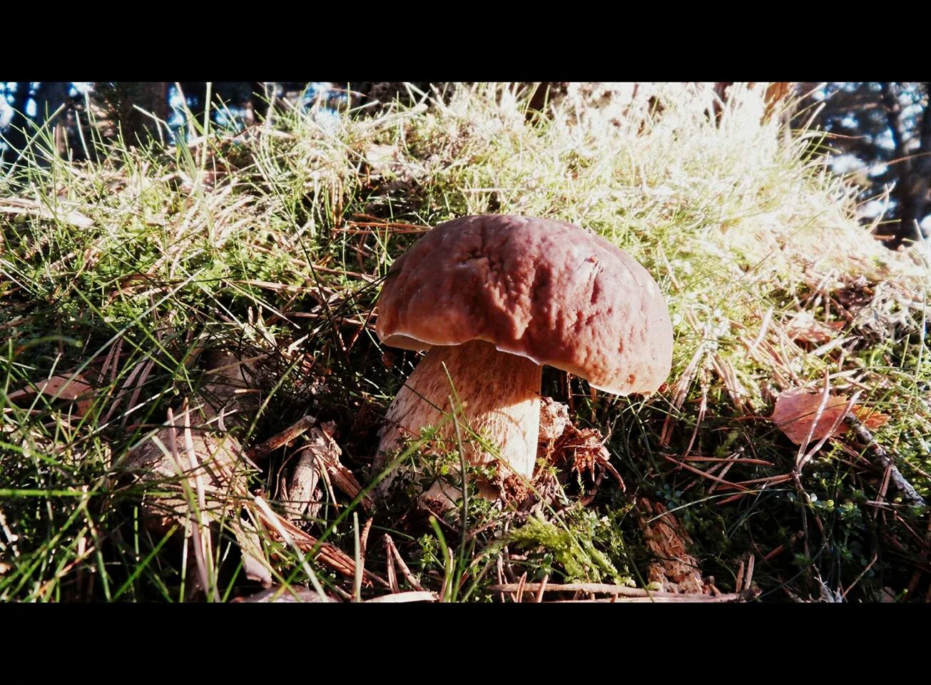 Fonds d'cran Nature Champignons 