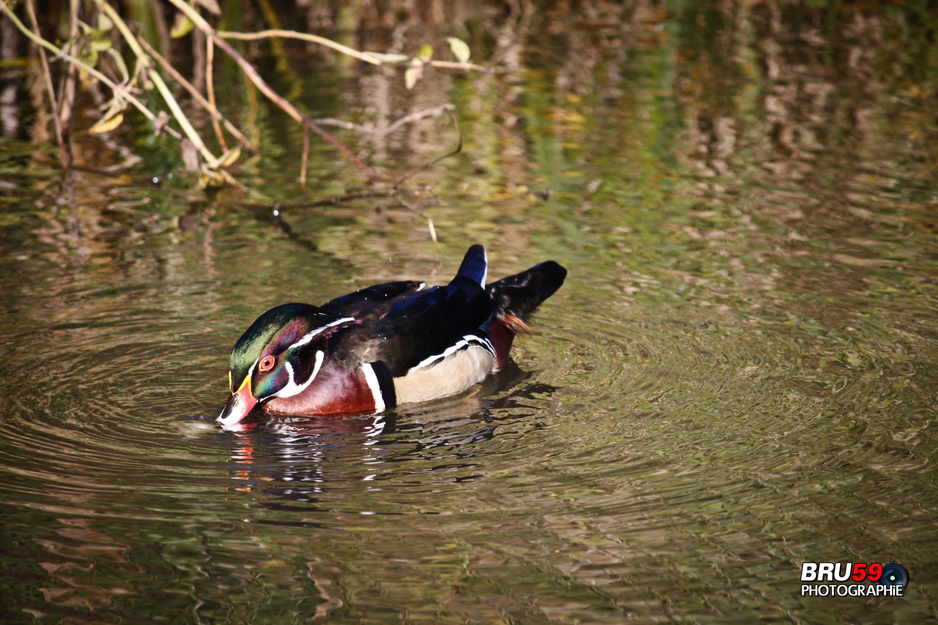 Wallpapers Animals Birds - Ducks Canard Branchu