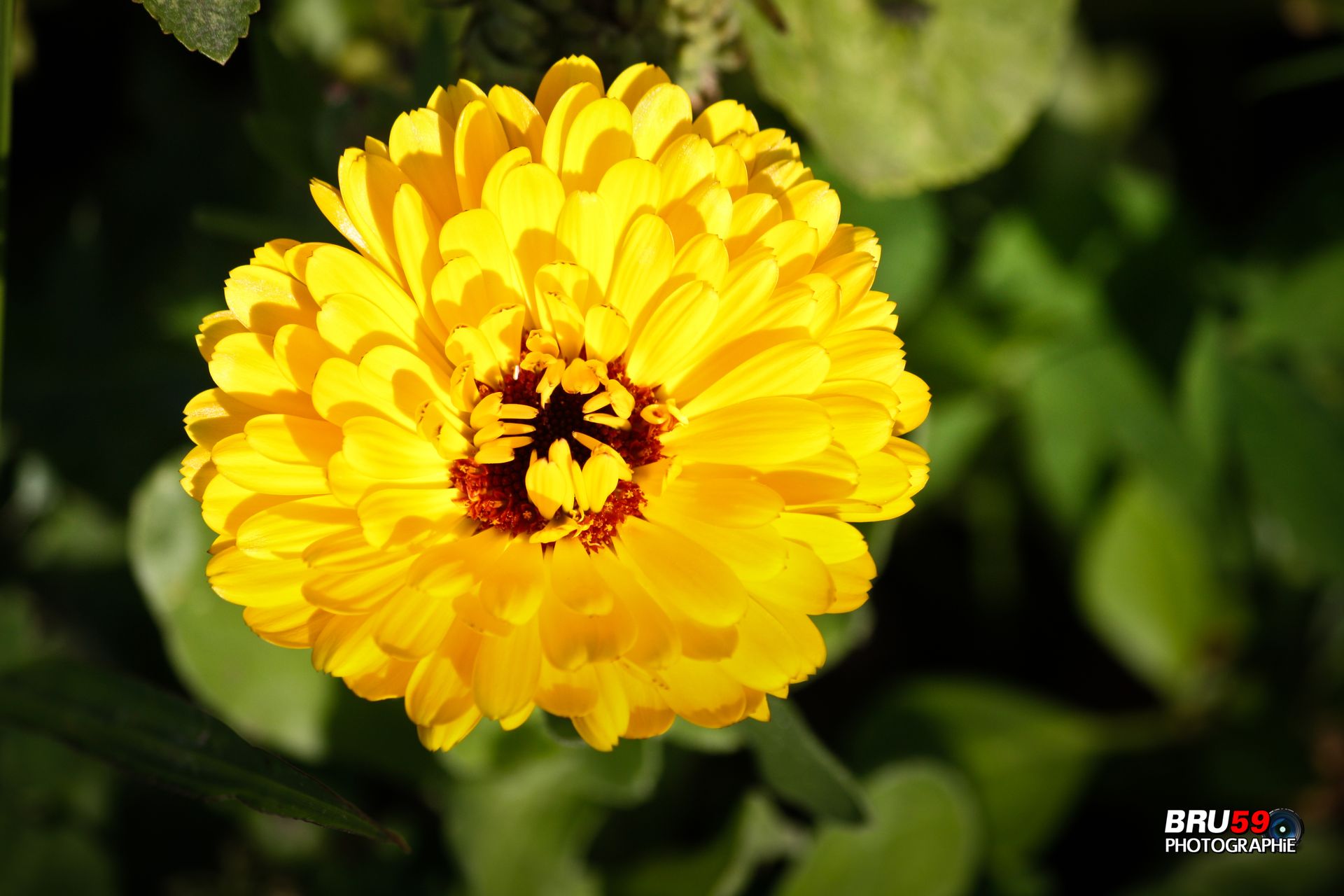 Fonds d'cran Nature Fleurs Fleur