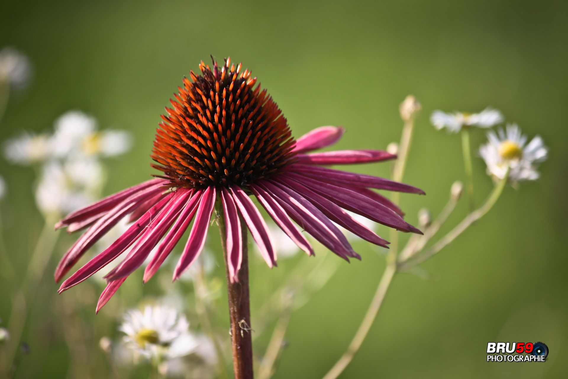 Wallpapers Nature Flowers Fleur