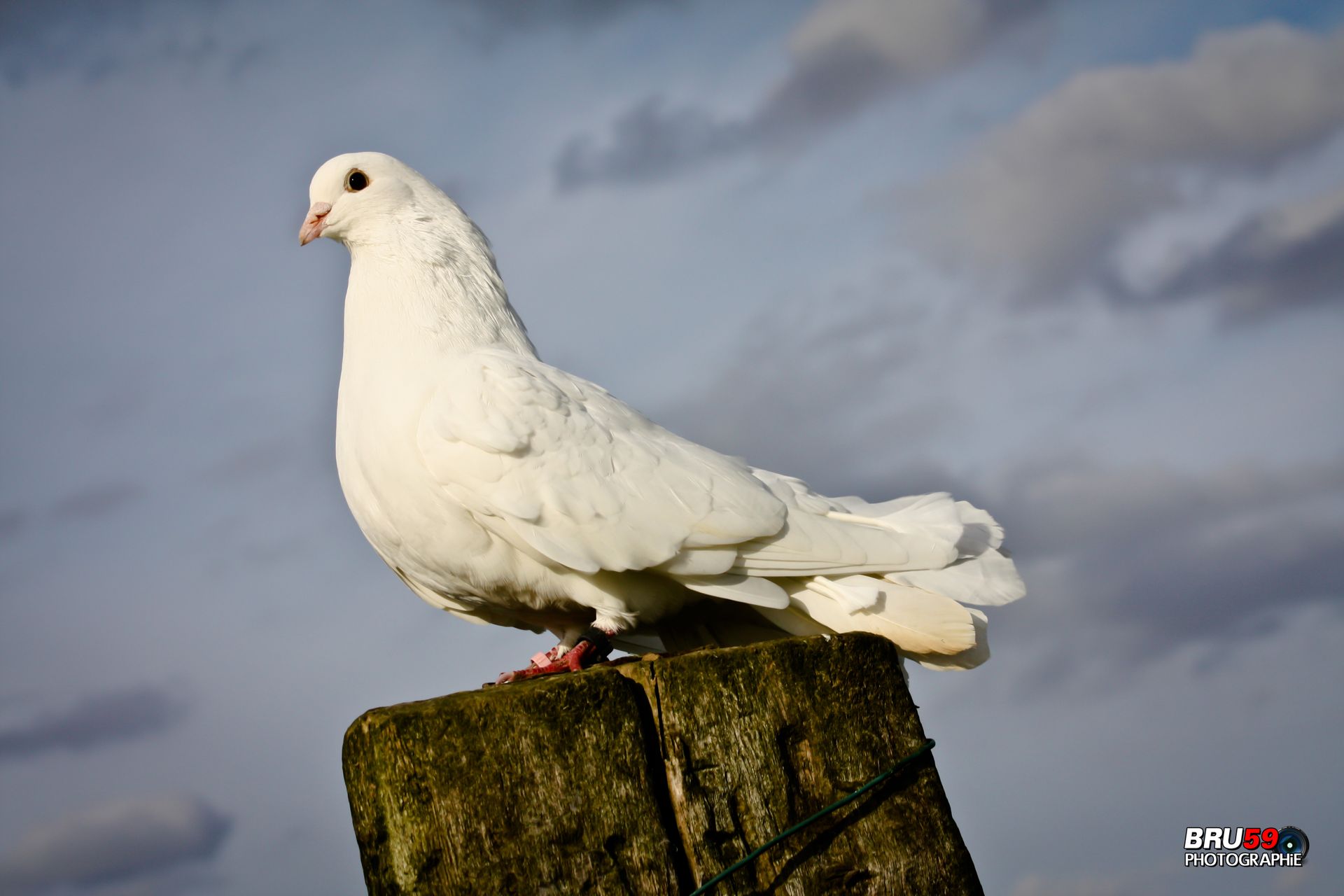 Fonds d'cran Animaux Oiseaux - Pigeons et Tourterelles Pigeon Paon Blanc sur tronc d'arbre