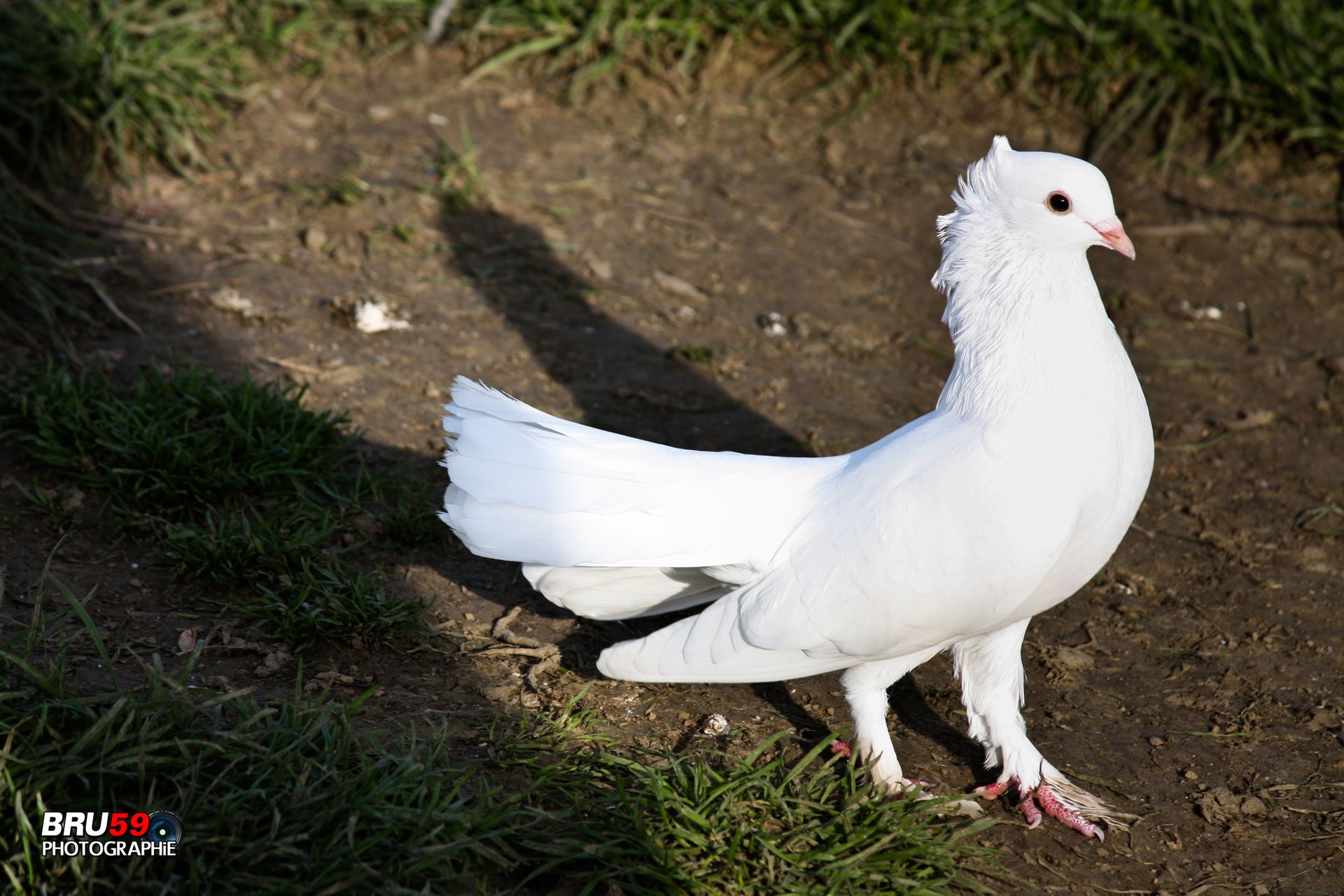 Fonds d'cran Animaux Oiseaux - Pigeons et Tourterelles Pigeon Paon Blanc