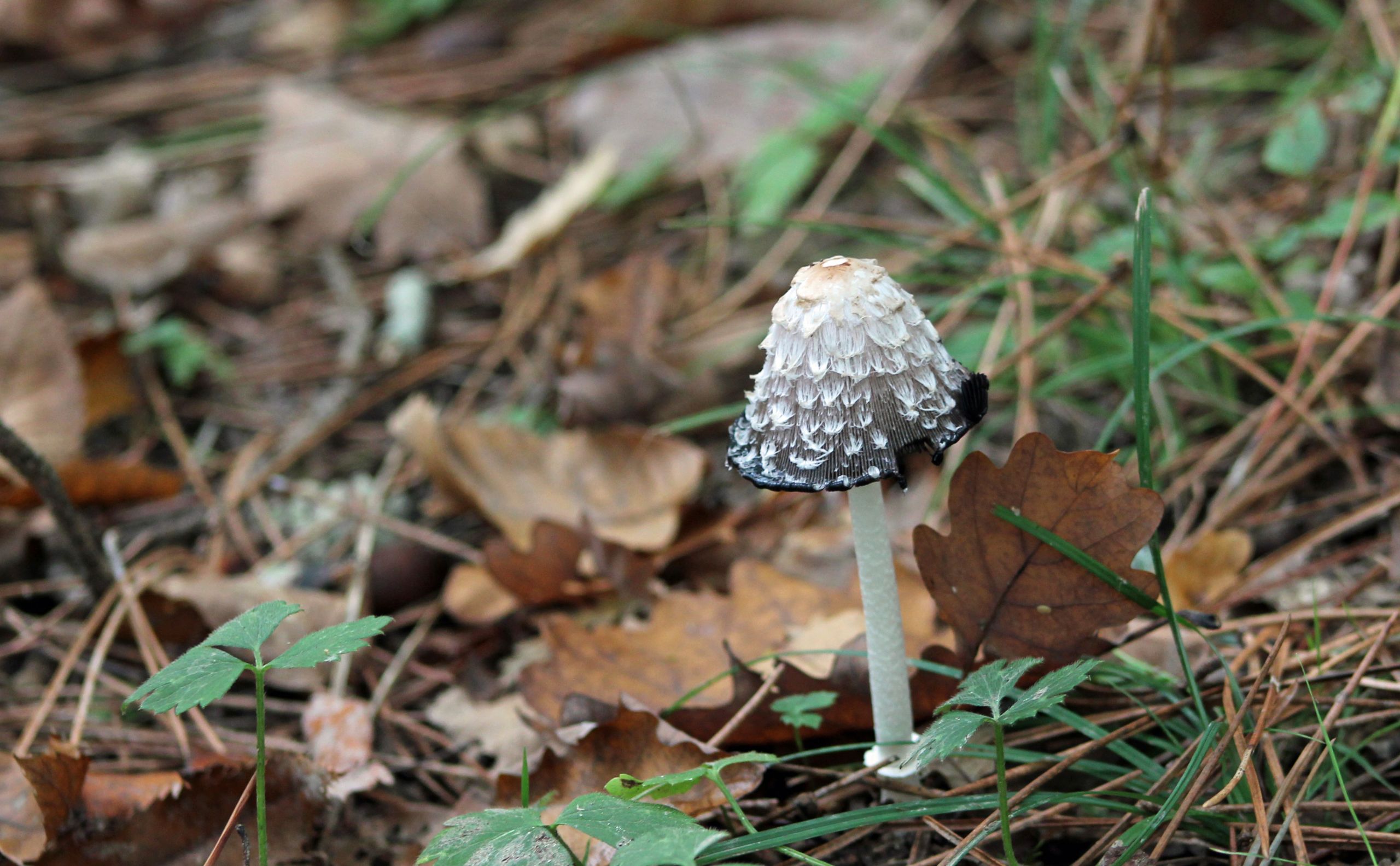 Fonds d'cran Nature Champignons les champignons