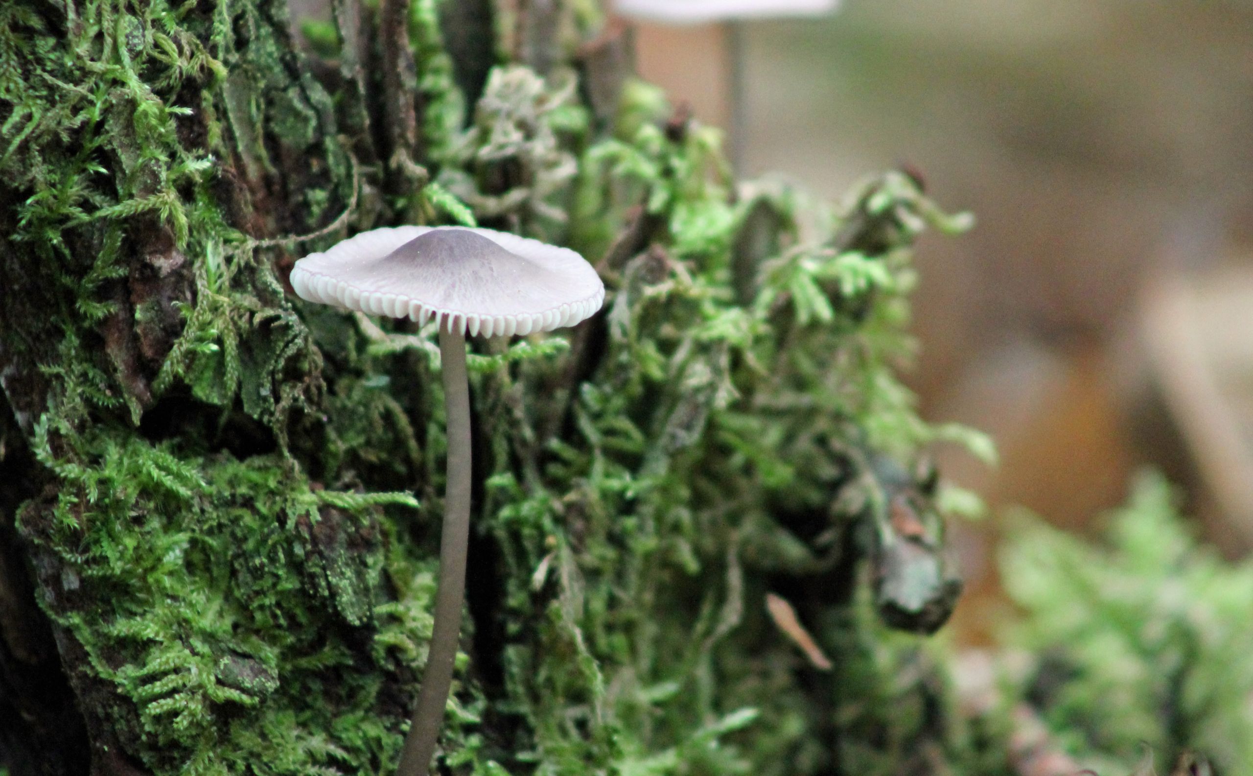 Fonds d'cran Nature Champignons les champignons