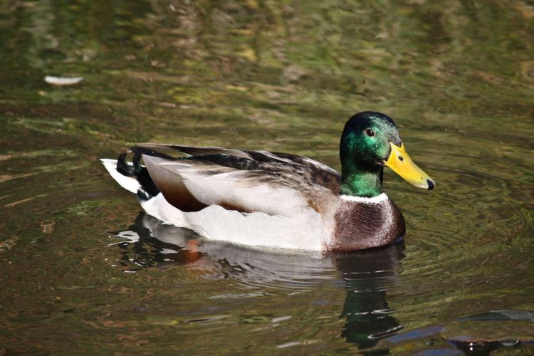 Wallpapers Animals Birds - Ducks Canard Colvert