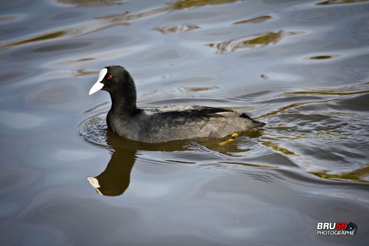 Wallpapers Animals Birds - Ducks Canard Foulque Macroule