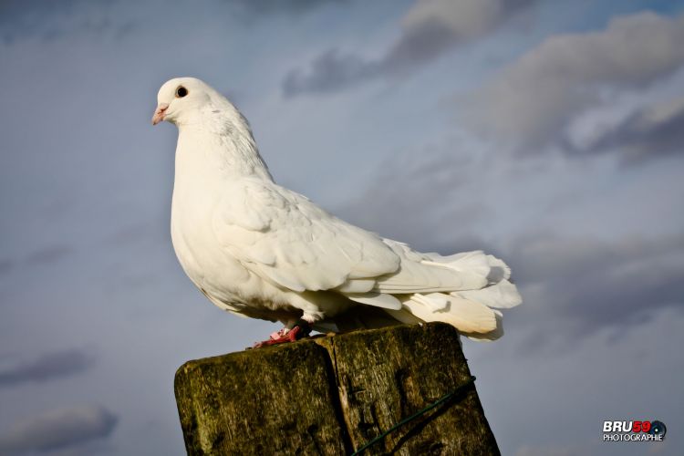 Wallpapers Animals Birds - Pigeons and Doves Pigeon Paon Blanc sur tronc d'arbre