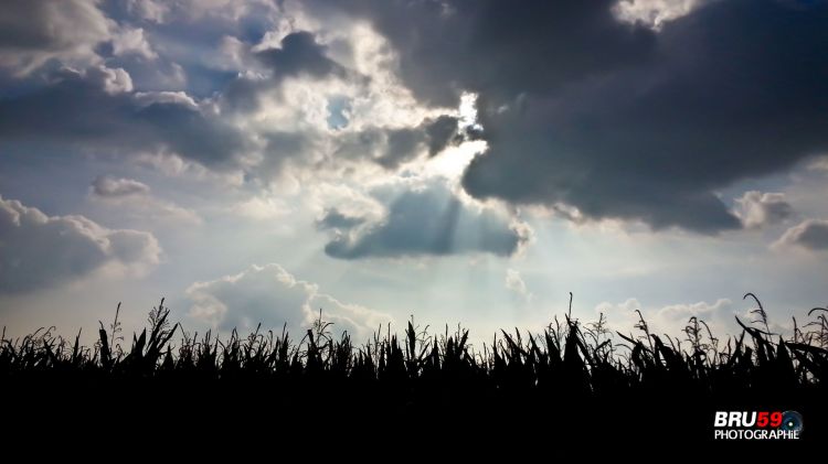 Fonds d'cran Nature Champs - Prairies Champ de maïs et ciel ombragé