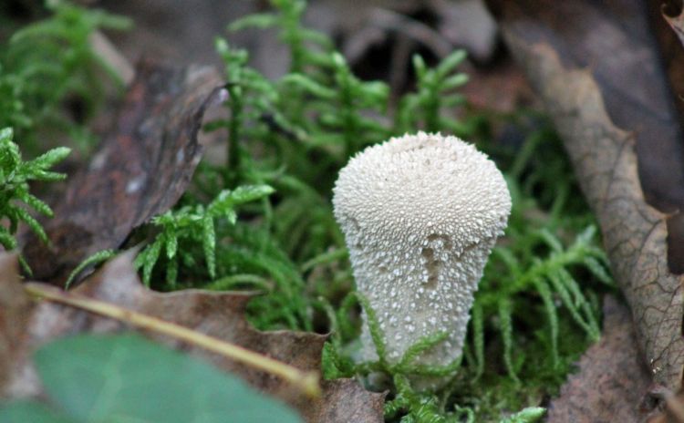 Fonds d'cran Nature Champignons les champignons