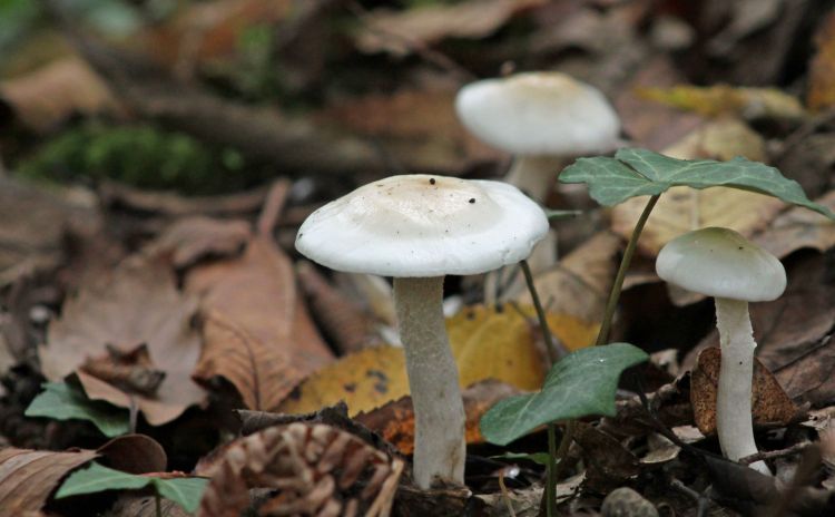 Fonds d'cran Nature Champignons les champignons