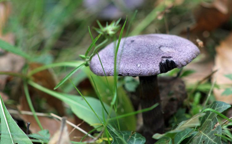 Fonds d'cran Nature Champignons les champignons