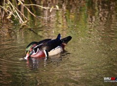  Animals Canard Branchu