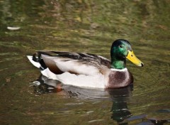  Animals Canard Colvert