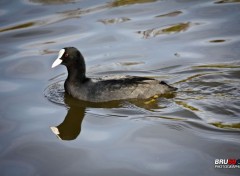  Animals Canard Foulque Macroule