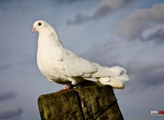  Animals Pigeon Paon Blanc sur tronc d'arbre