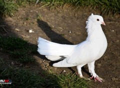  Animaux Pigeon Paon Blanc